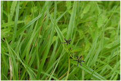 Iphigenia indica